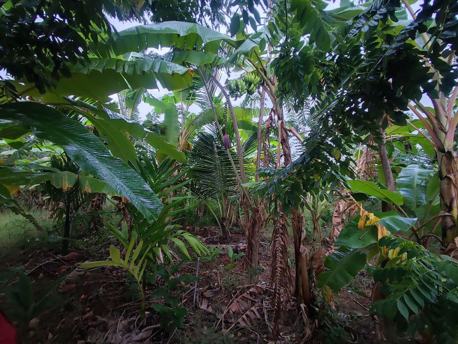 Coconut based 5-layer farm